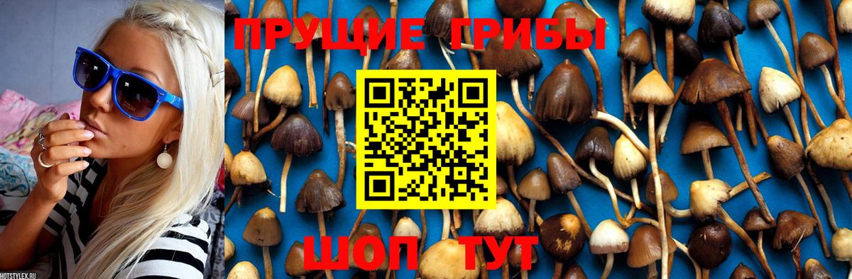 Псилоцибиновые грибы GOLDEN TEACHER Новокубанск